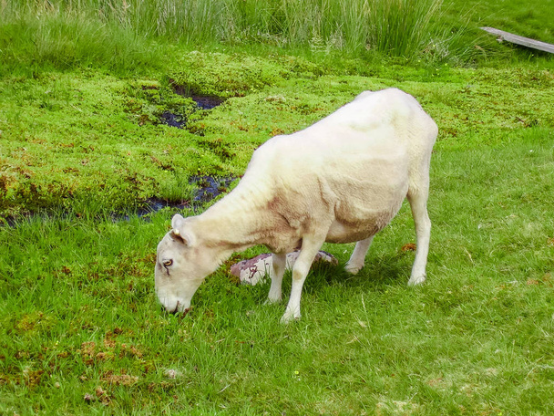 Ovce na pastvě na skotské vrchovině - Fotografie, Obrázek