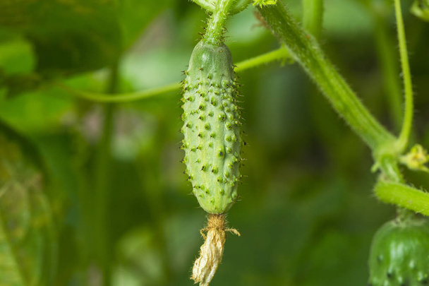 Komkommers in de serre groeien - Foto, afbeelding