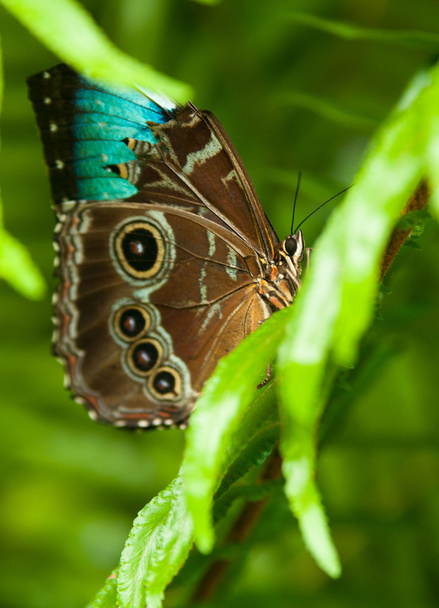 tropický motýl - Fotografie, Obrázek