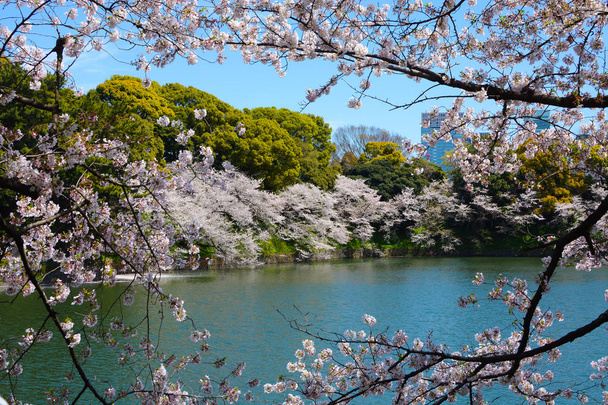 白い花の花と桜の木の枝のフレーム、東京の千鳥ヶ淵で春のシーン - 写真・画像