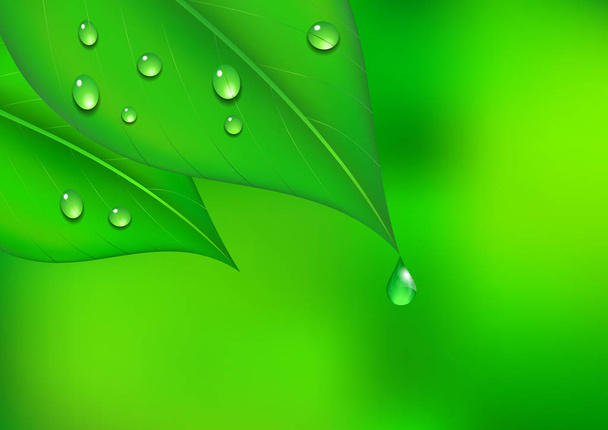 Leaf Background with Water Drop - Foto, Bild