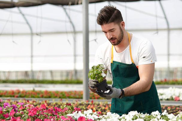 happy male nursery worker trimming plants in greenhouse - Fotografie, Obrázek