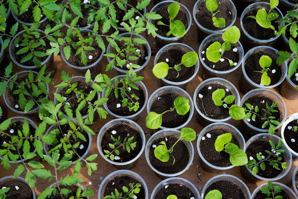 plántulas de tomate y berenjena que crecen en un invernadero - enfoque selectivo, espacio de copia
 - Foto, Imagen