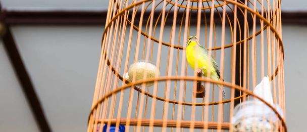Gele vogel in houten kooi - Foto, afbeelding