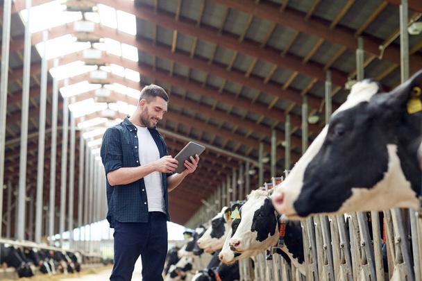 young man with tablet pc and cows on dairy farm - Valokuva, kuva