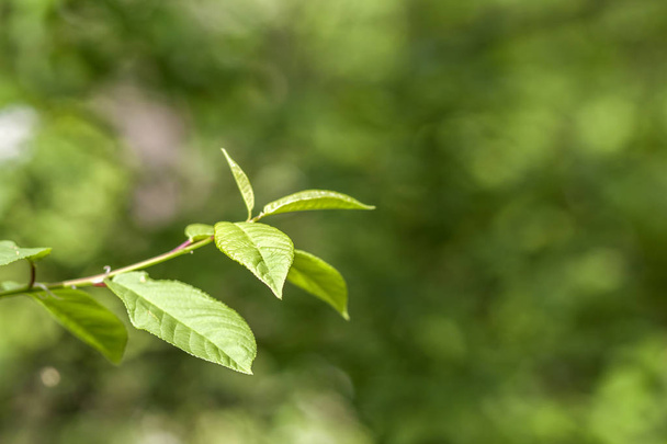 grüne Blätter junger Bäume im Frühling. Beginn eines neuen Lebens in s - Foto, Bild