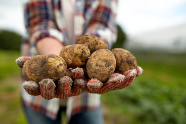 farmer hands holding potatoes at farm - Valokuva, kuva