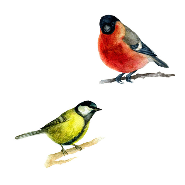 Watercolor illustration, set, image of birds of the bullfinch and tits sitting on a branch - Photo, Image