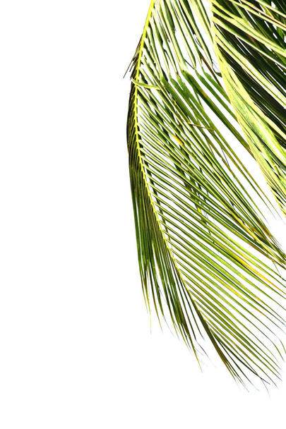 kokos liście na białym tle - Zdjęcie, obraz