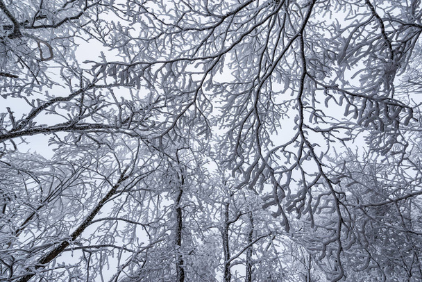 Frozen branches of the trees. - Foto, afbeelding