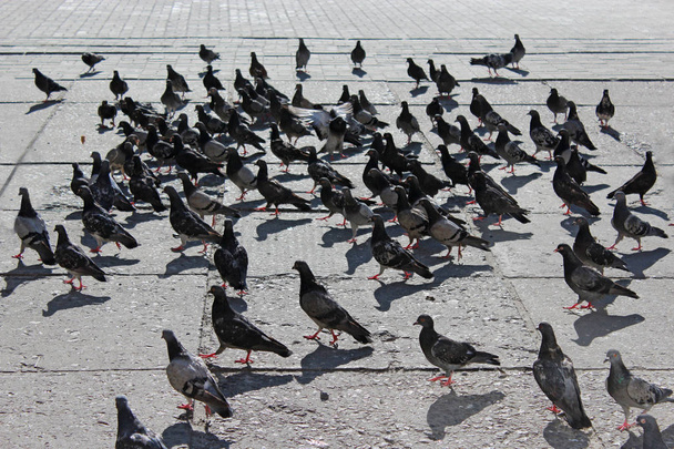 pigeons on the city road - Фото, изображение