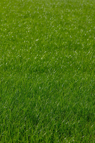 Pelouse d'herbe verte
 - Photo, image