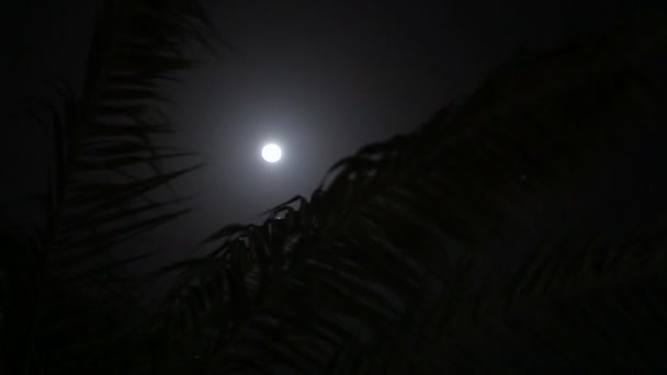 Vista em uma grande lua brilhante através da folhagem de uma palmeira à noite. O vento agita as árvores
. - Filmagem, Vídeo