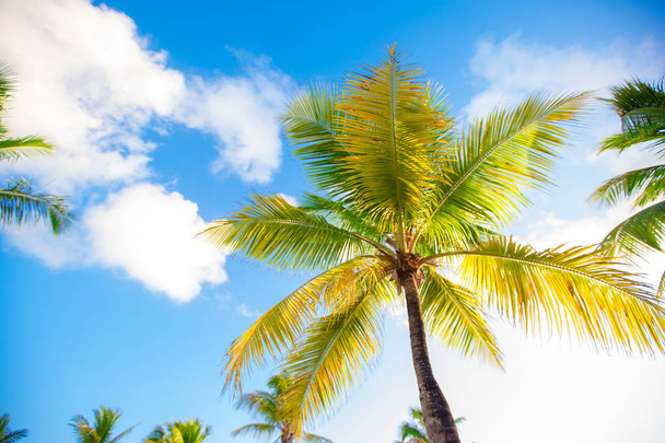 Clkoseup green palm tree with big leaves at exoric island - Φωτογραφία, εικόνα