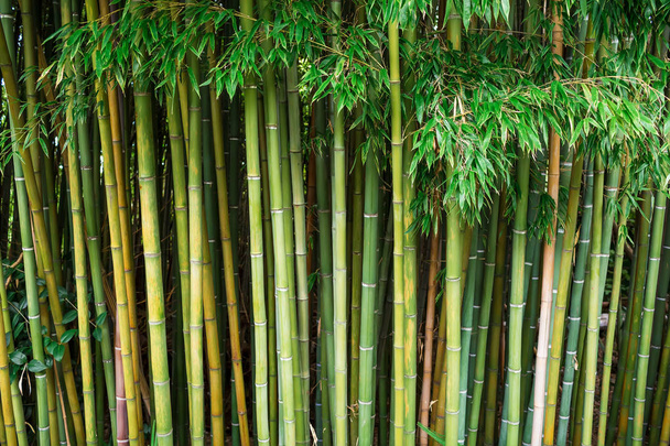 Zelený bambusový les  - Fotografie, Obrázek