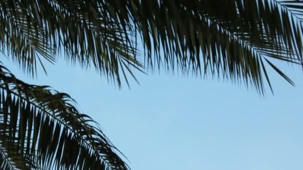 El avión vuela sobre las hojas de la palmera sobre el cielo azul y luego desaparece del marco
. - Imágenes, Vídeo