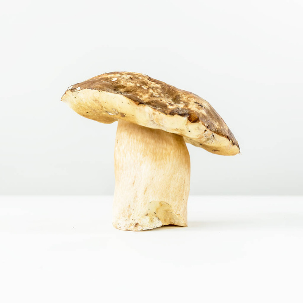 Mushroom on a white background - Φωτογραφία, εικόνα