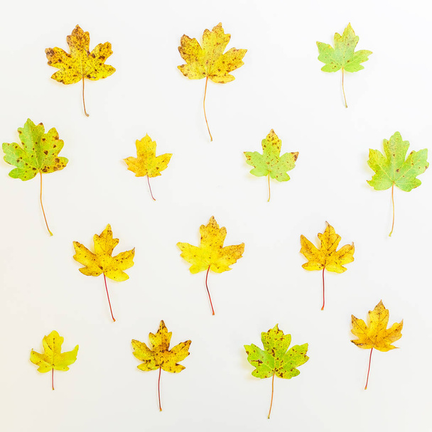 Цветные осенние листья на белом
 - Фото, изображение