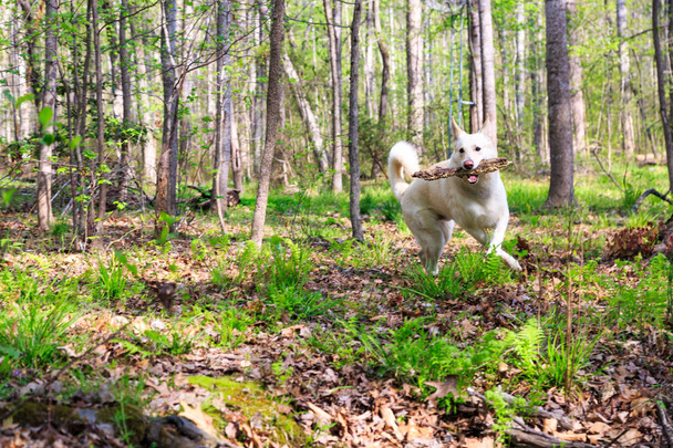 Perro pastor blanco al aire libre
 - Foto, imagen