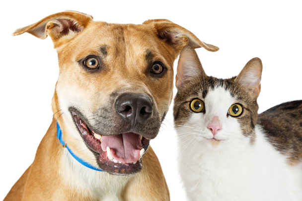 Crossbreed kissa ja koira yhdessä
 - Valokuva, kuva