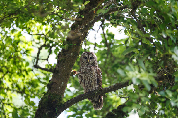 adult barred owl - Photo, Image