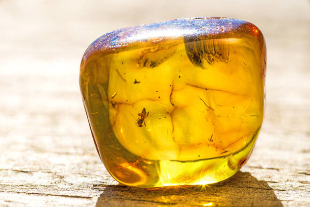Amber with embedded insects - Photo, Image