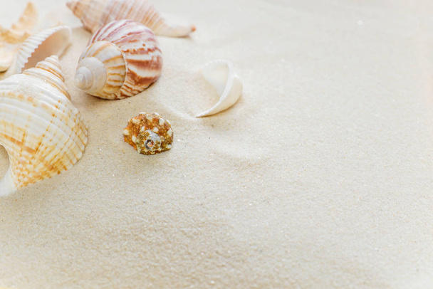 Clams on thesea sand - Photo, image