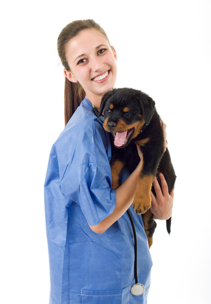 Bruneta, veterinární s Rotvajler štěně, pes, samostatný - Fotografie, Obrázek