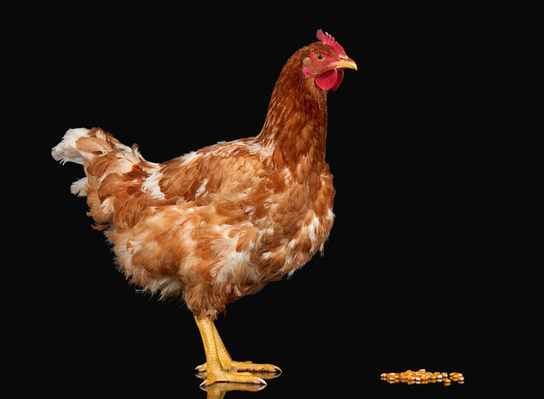 Pollo con semilla de maíz sobre fondo negro aislado, un animal de primer plano
 - Foto, Imagen