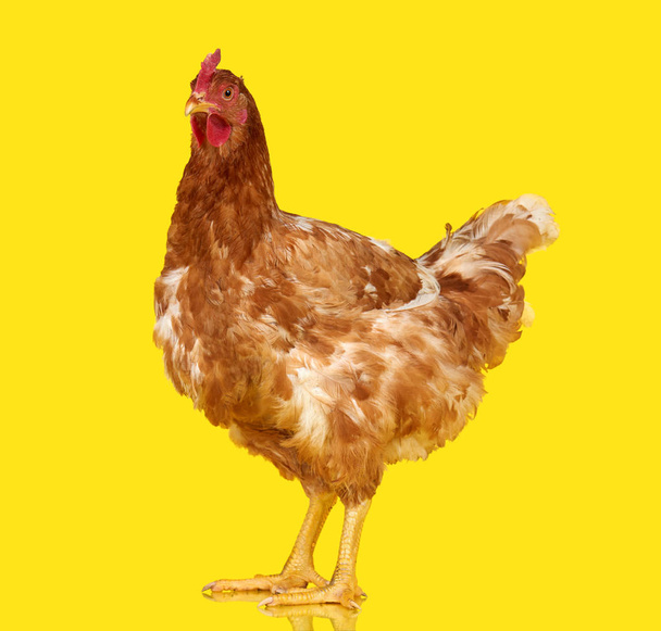 鶏の 1 つのクローズ アップ動物隔離された、黄色の背景に - 写真・画像