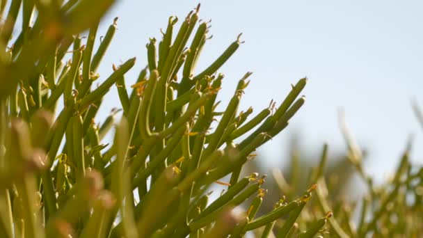 Euphorbia Tirusali przeciw błękitne niebo - Materiał filmowy, wideo