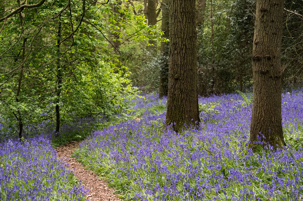 Bluebells em Staffhurst Woods perto de Oxted Surrey
 - Foto, Imagem