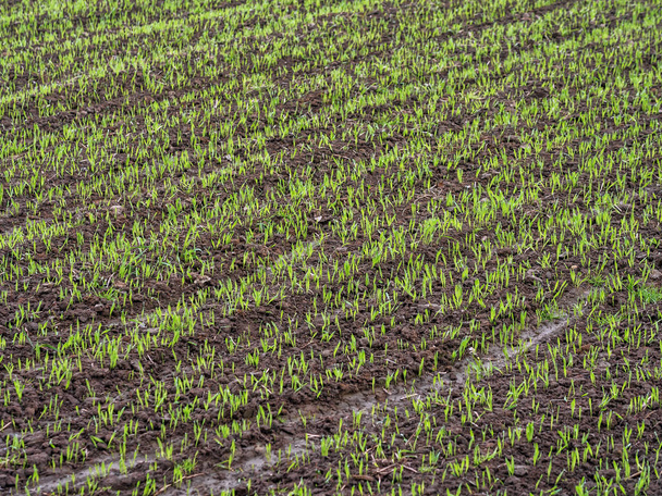 Feld des reifenden Weizens - Foto, Bild