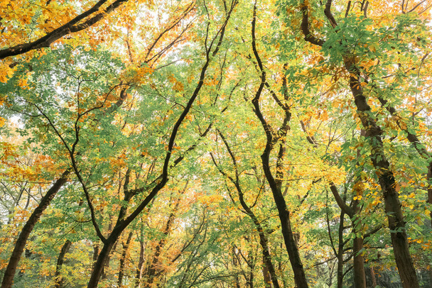Folhagem de outono na floresta
 - Foto, Imagem