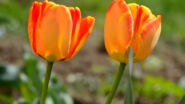 Delicati tulipani morbidi
  - Filmati, video
