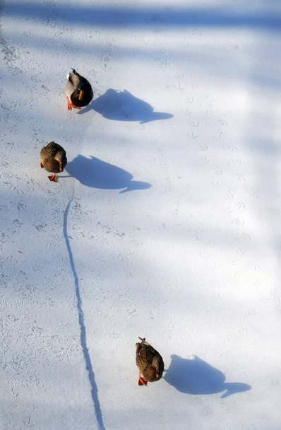 ankkoja lumessa ja niiden varjoissa
 - Valokuva, kuva