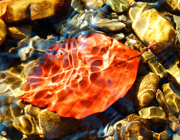 осінній лист під водою
 - Фото, зображення