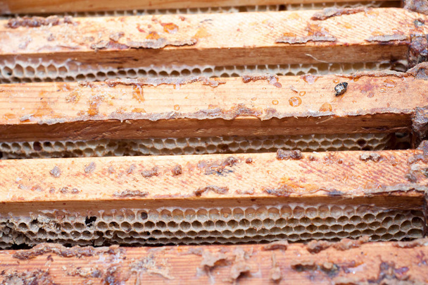Peigne en nid d'abeille vide dans un cadre en bois
 - Photo, image