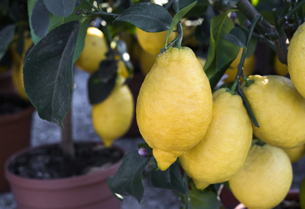 Amalfi, Italia - limoni in vaso per strada
. - Foto, immagini