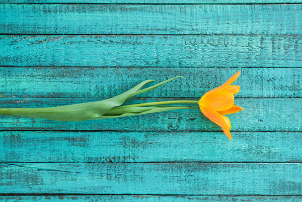 one yellow tulip - Photo, Image