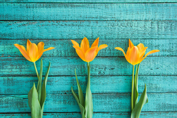 yellow tulips in row  - Photo, Image
