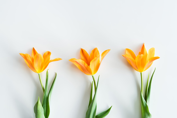gele tulpen in rij - Foto, afbeelding