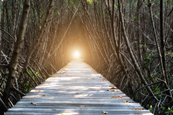 Дерево тунель, дерев'яний міст у мангрових лісів в Laem Phak Bia,  - Фото, зображення
