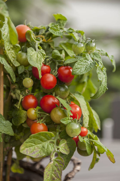 Fresh tomato on the vine - Foto, imagen