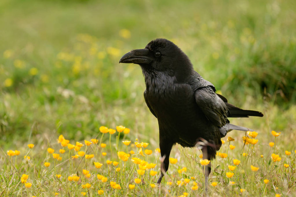 Cuervo negro en el campo de flores amarillas
 - Foto, imagen