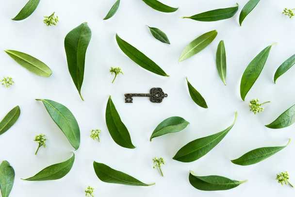 Green leaves and old key - Photo, Image