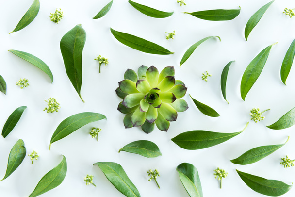 motif feuilles vertes - Photo, image