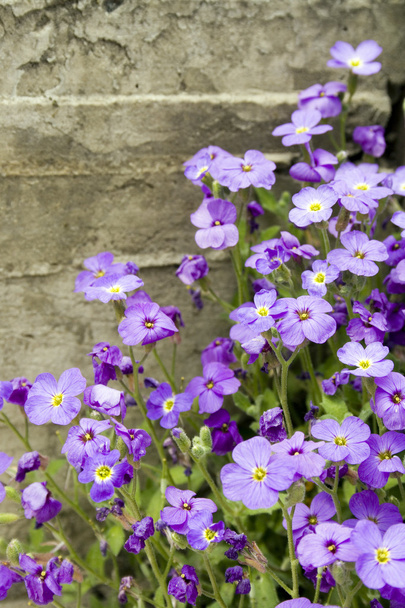 Kis lila virágok - Fotó, kép