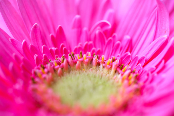 Nagy rózsaszín virág gerbera háttér - Fotó, kép