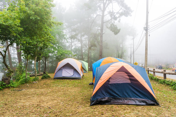 Κάμπινγκ σε πευκόφυτο δάσος με την ομίχλη το πρωί - Φωτογραφία, εικόνα
